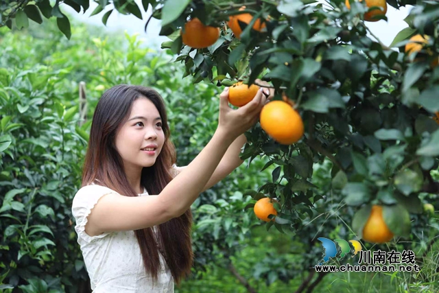 纳溪：果满枝头，“橙”就乡村致富路