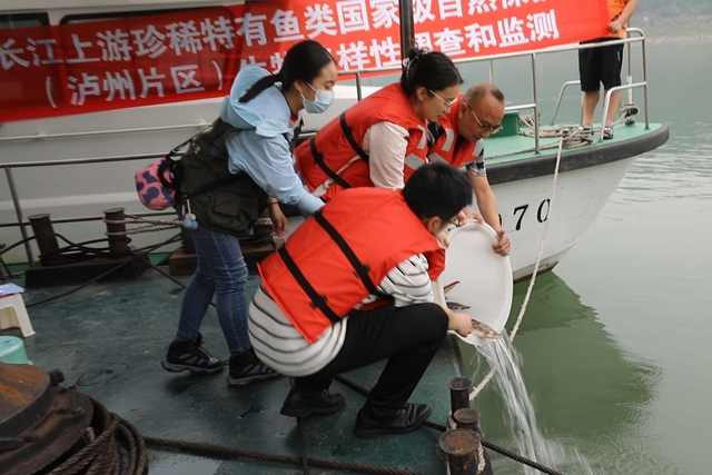 “长江鳅王”、20公斤重南方鲇现身泸州(图3) 鱼3.jpg