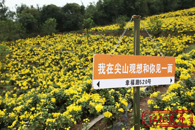 江阳这个村，整了点“花”样