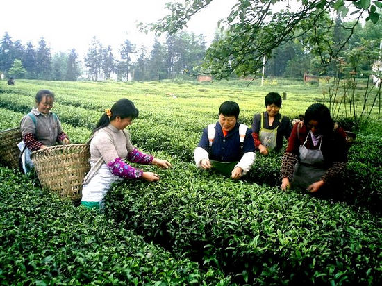 叙永：门前就业采春茶