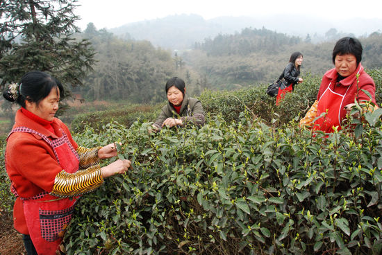 纳溪采茶女 家门口打工好挣钱(图1)