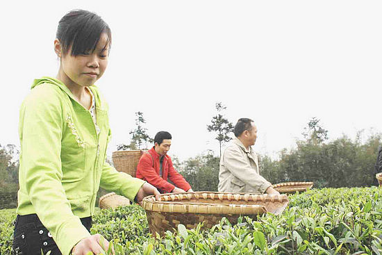 纳溪采茶女 家门口打工好挣钱(图2)