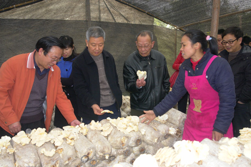 梅兴岗到云龙镇调研食用菌发展