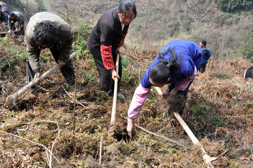 叙永：义务植树6万株 防旱情