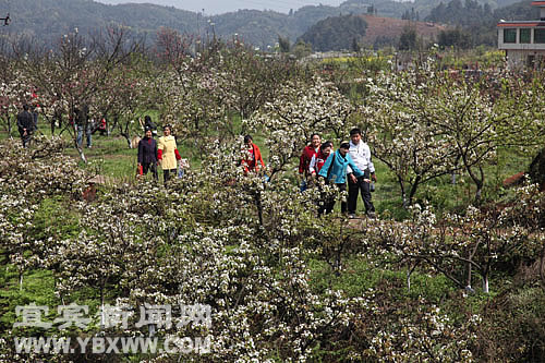 长宁将举办第十届蜀南竹海佛来山梨花节(图2)