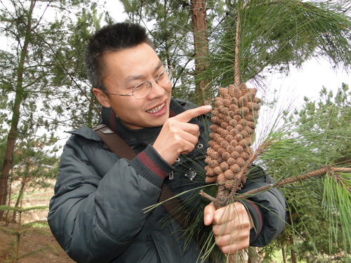 赤水镇：马尾松结出奇异果