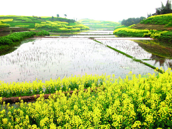 通滩镇：万亩油菜花开兆丰年(图1)