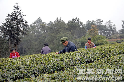 进军欧盟 宜宾有机茶拿到“通行证”(图2)