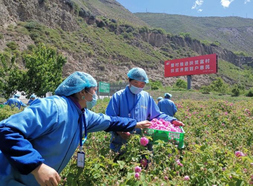 一朵玫瑰引发山乡巨变(图4)