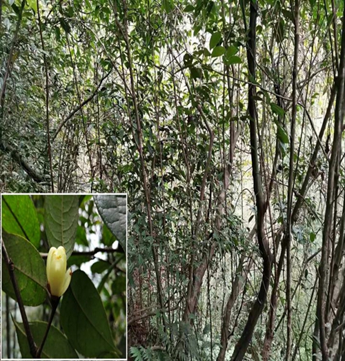 宜宾长宁发现濒危野生植物“小黄花茶”生长群(图1)