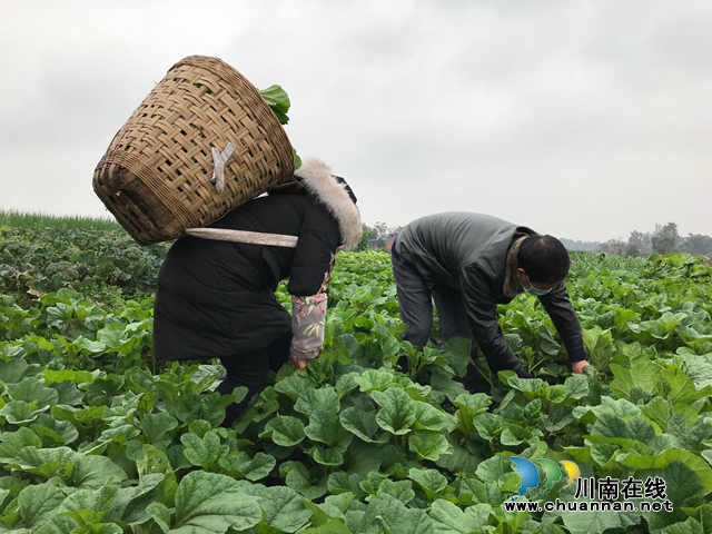 破解镇村“卖菜难、买菜难” 泸县推出“点菜”式贴心服务(图2)