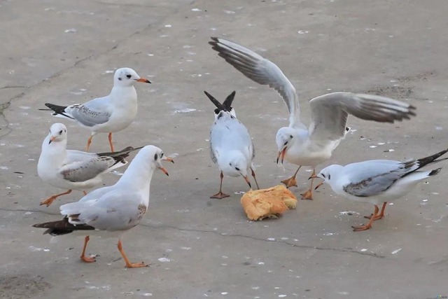 泸州市民朋友们别担心！红嘴鸥有专人照顾，鸥粮充足！(图3)