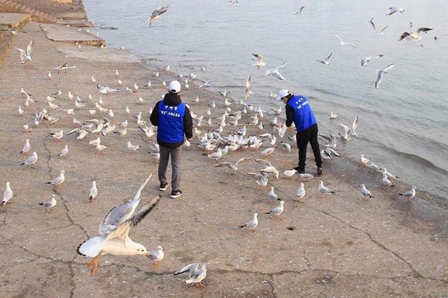 泸州市民朋友们别担心！红嘴鸥有专人照顾，鸥粮充足！(图2)