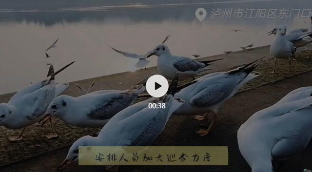 泸州市民朋友们别担心！红嘴鸥有专人照顾，鸥粮充足！(图1)