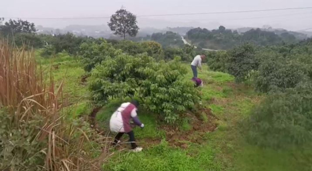 合江荔农：不负春光勤劳作，守望七月荔枝红