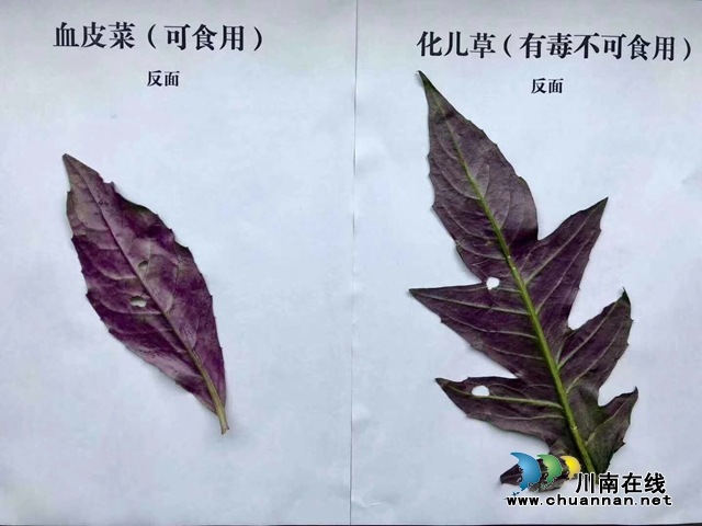 【危险】泸州一家六口吃血皮菜中毒了？(图4)