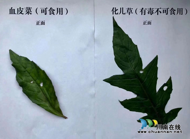 【危险】泸州一家六口吃血皮菜中毒了？(图3)