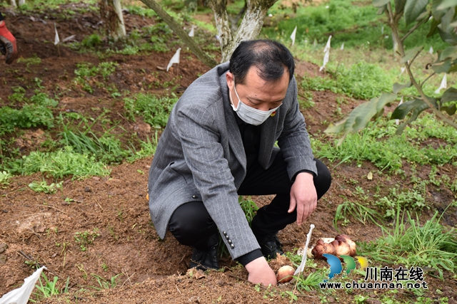 泸县：大球盖菇未入市场已“走俏” “能才”书记施展十八般厨艺为贫困村产业代言