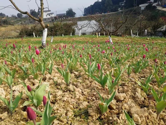 2月29日起，宜宾这些A级景区恢复开园！前往游玩有这些要求(图2)