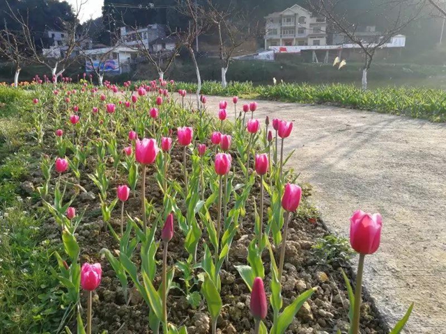 2月29日起，宜宾这些A级景区恢复开园！前往游玩有这些要求