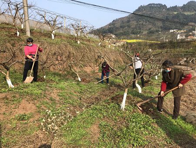 泸州市农业重点项目100%复工