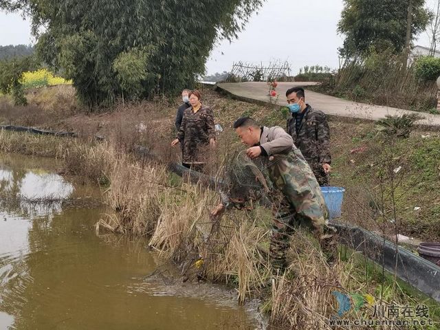  泸县：小小龙虾身价高 脱贫增收好帮手(图4)