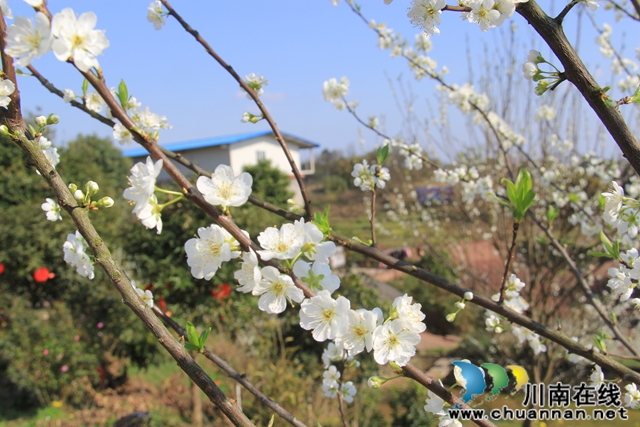 泸县云龙镇：脆甜李花开引蜜忙，六月丰收笑开颜(图3)