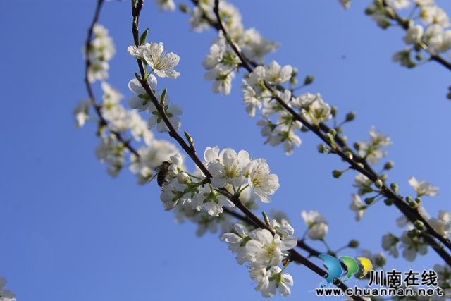 泸县云龙镇：脆甜李花开引蜜忙，六月丰收笑开颜(图7)