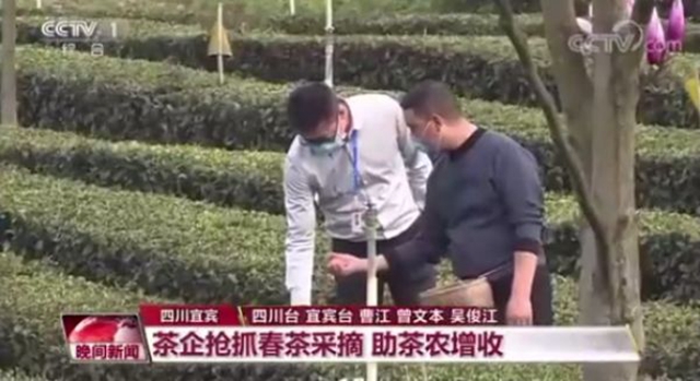 2亿资金助茶农！央视点赞宜宾！这些茶叶持续热销