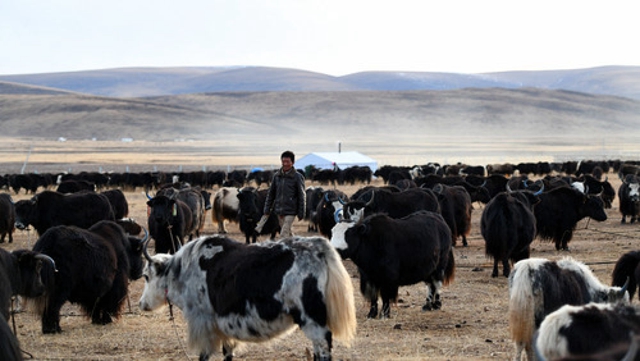 为有源头活水来——四川藏区筑牢生态安全屏障(图2)