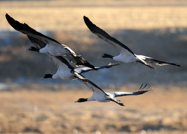 为有源头活水来——四川藏区筑牢生态安全屏障(图4)