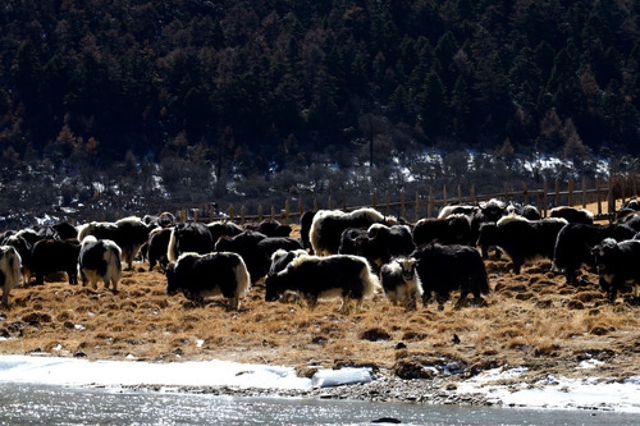 为有源头活水来——四川藏区筑牢生态安全屏障(图7)