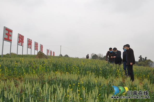 四川日报、四川电视台采访泸县春耕生产(图1)