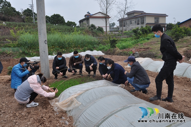 四川省电视台等主流媒体到泸县采访春耕生产(图2)
