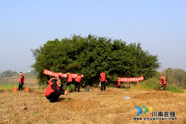 泸县云龙镇：又逢植树节，种下增收树