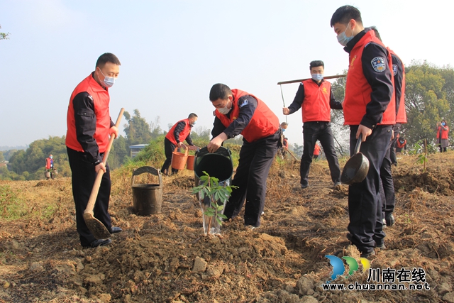 泸县云龙镇：又逢植树节，种下增收树(图2)