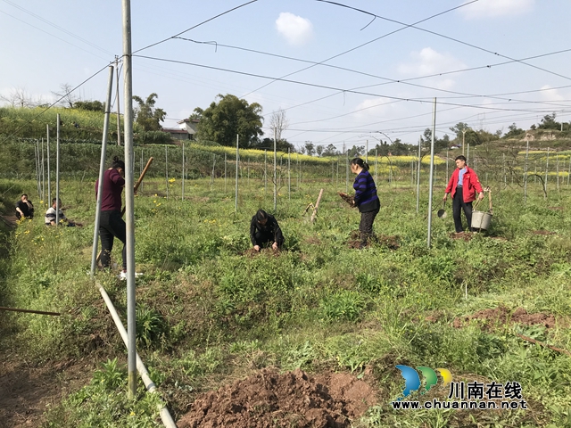 泸县立石镇：防疫生产两不误 春种正忙时 