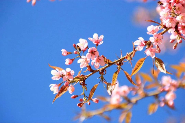 【西南医大中医院·提醒】这两天要出门赏花的嬢嬢些要注意了！