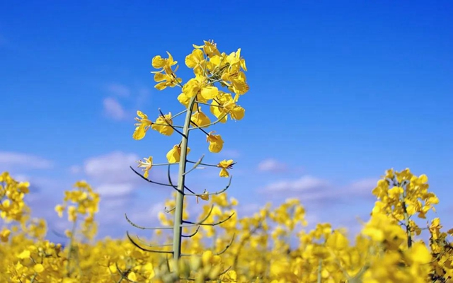 【西南医大中医院·提醒】这两天要出门赏花的嬢嬢些要注意了！(图3)