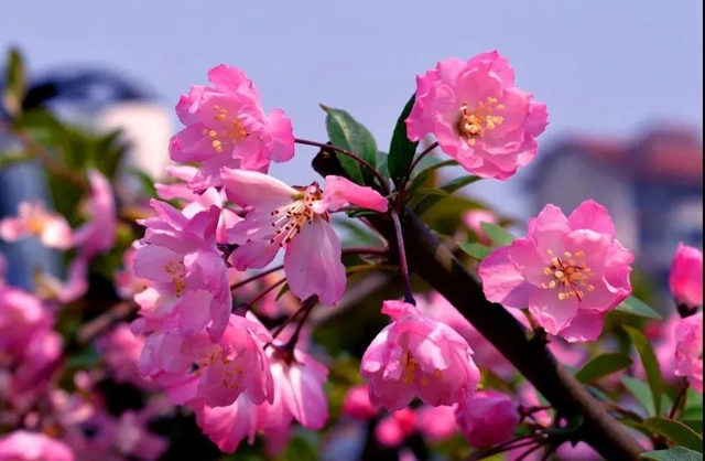 【西南医大中医院·提醒】这两天要出门赏花的嬢嬢些要注意了！(图11)