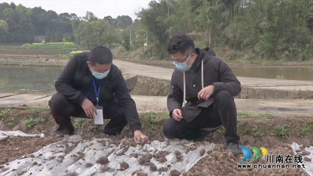 合江县白米镇：特色产业带民富