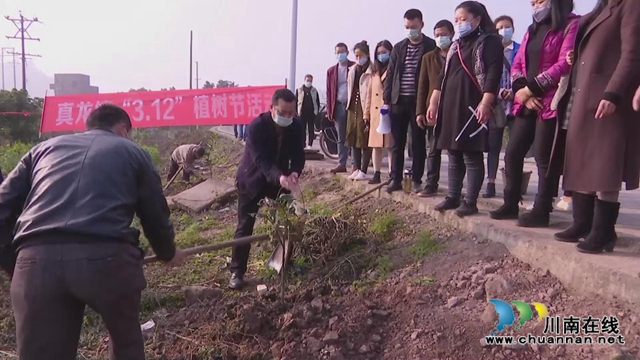 合江县真龙镇：不负好春光，栽种果苗忙(图1)