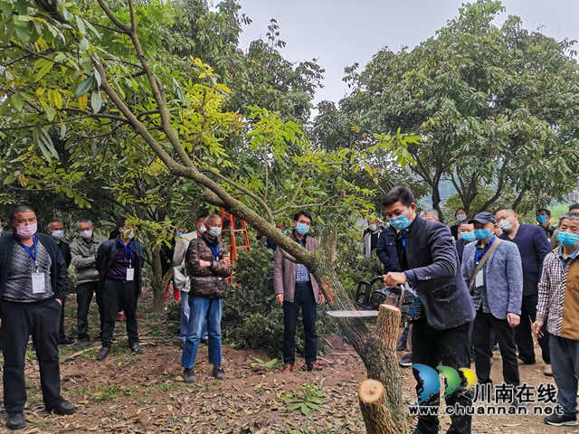 泸州市今年龙眼良种高换3000亩 涉及7个乡镇(图3)