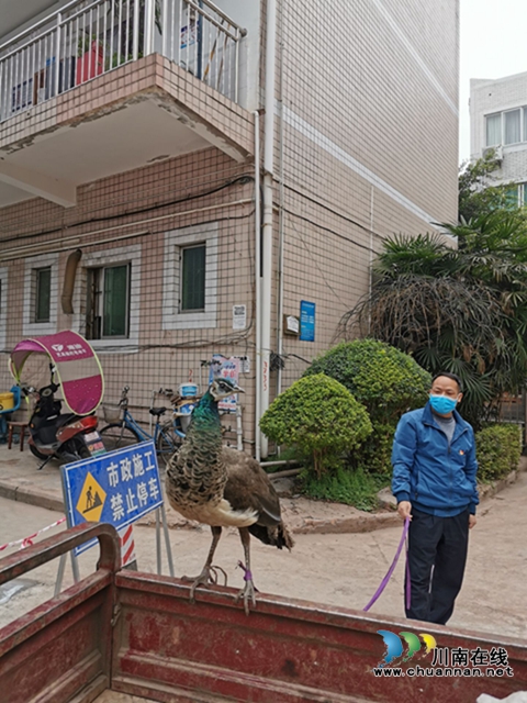 泸县玉蟾街道：送“野生孔雀”回家，市民接连点赞(图3)