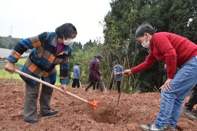 目标定了！今年，内江市人均两人义务栽一棵树(图2)