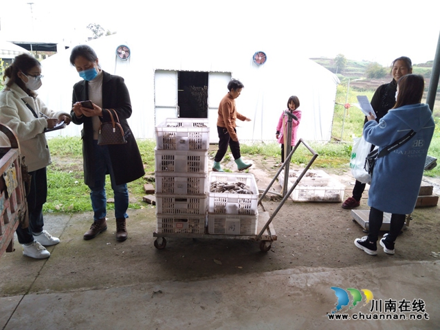 达州市农产品质量检测中心到泸县开展2020年省级农产品质量安全例行监测抽样