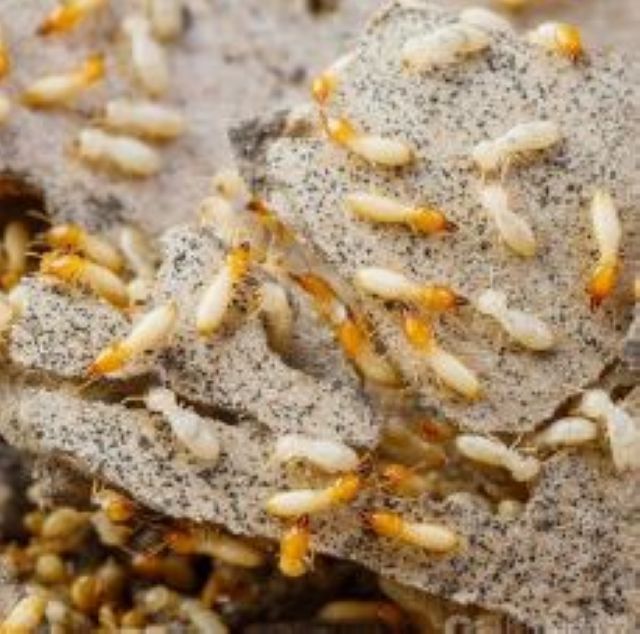 泸州公布除蚁热线  3天内免费上门服务