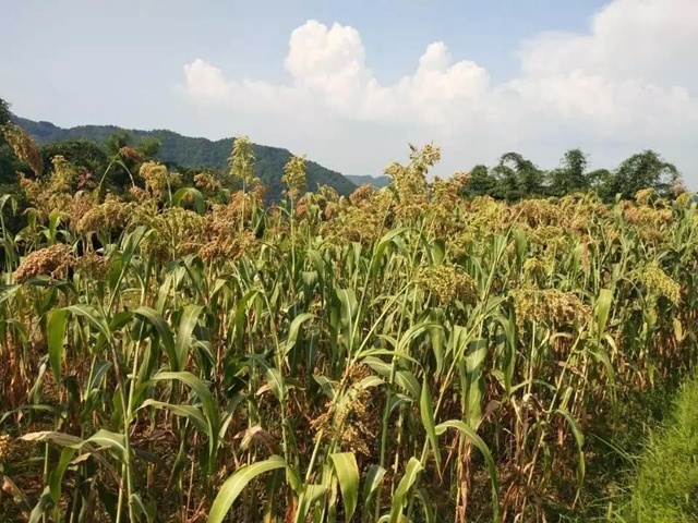 叙永北面山区高粱“难种”？农技专家“把脉问诊”送技术上门