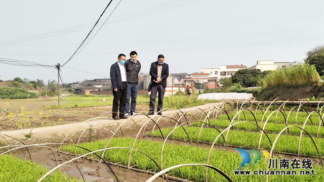 泸县政协副主席郑尚贵调研大春生产和农业重点项目实施情况