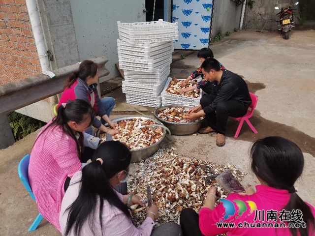 线上鲜销+线下加工 泸县大球盖菇脱贫路上不掉价